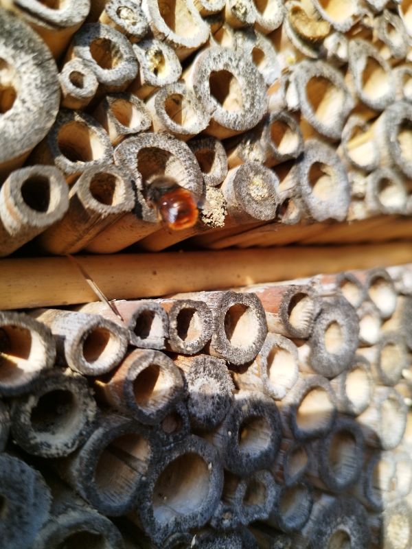 Hotel de Joseph entier avec osmie